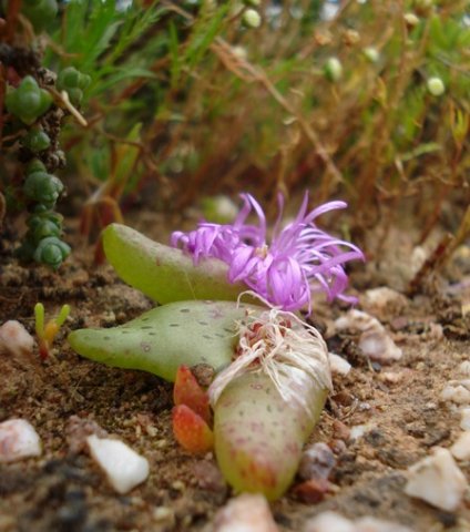 Diplosoma retroversum flowering at two stages
